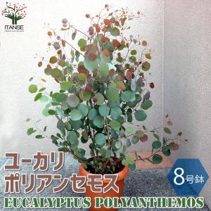 丸葉 ユーカリ （ポポラス） デザインの良い テラコッタ 鉢植え 大型