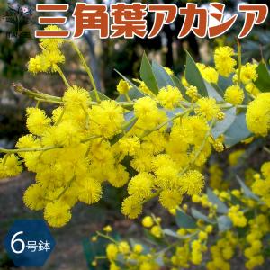 三角葉アカシア 7号 : ガーデンエルフ Yahoo!店 - 通販 - Yahoo
