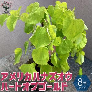 ITANSE アメリカハナズオウの苗木 ハートオブゴールド 庭木 8号ナーセリーポット 1個売り 庭木 植木 花木 観賞用 送料無料 イタンセ公式｜itanse