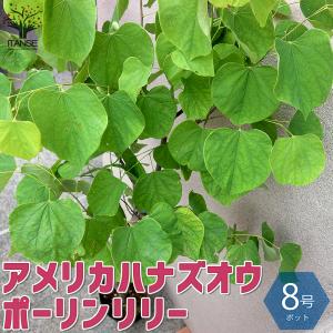 ITANSE アメリカハナズオウの苗木 ポーリンリリー 庭木 8号ポット 1個売り 庭木 植木 花木 観賞用 プレゼント 贈答 送料無料 イタンセ公式｜itanse