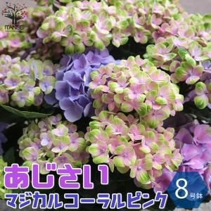 秋色アジサイ 切り花 花 ガーデニング の商品一覧 通販 Yahoo ショッピング
