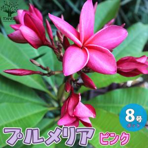 アメリカフヨウの苗 花木苗 庭木 6号鉢 1個売り 庭木 植木 花木 観賞用 新生活 プレゼント 贈答 送料無料 Tre 野菜苗 植物 青果物販売のitanse 通販 Yahoo ショッピング
