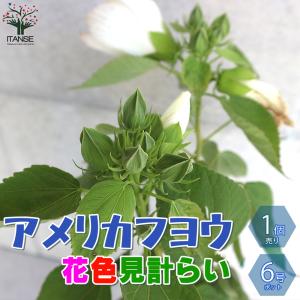 ピラミッドアジサイ ノリウツギ ボブシェルの苗木 5号ポット Ki Kaboku 669 2 花育通販yahoo 店 通販 Yahoo ショッピング