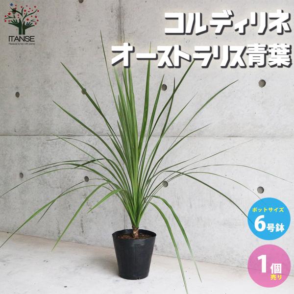 ITANSE コルディリネ・オーストラリス 庭木 カラーリーフ 6号ポット大苗 1個売り 植木 花木...
