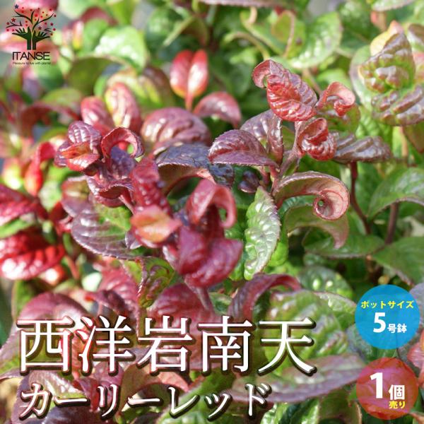 ITANSE 西洋岩南天 カーリーレッド(ルコテー・カーリーレッド) 庭木 5号鉢 1個売り 植木 ...