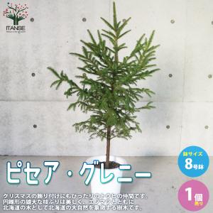 もみの木 (ウラジロモミ) 樹高70〜80cm前後 (根鉢含まず) 単品 本物の