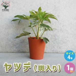 特選庭木 植木 観葉植物：オリーブ（シプレッシーノ）極太 SOUJU 創樹
