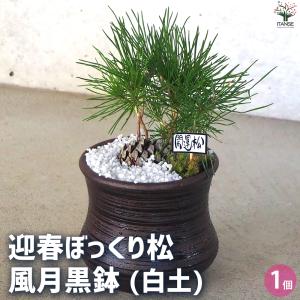 迎春ぼっくり松 風月黒鉢 盆栽 土色:白/1個売...の商品画像