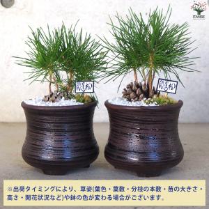 迎春ぼっくり松 風月黒鉢 盆栽 土色:白/1個...の詳細画像2