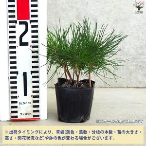 ぼっくり松 盆栽 3号ポット/1個売り 植木苗...の詳細画像1
