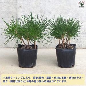 ぼっくり松 盆栽 3号ポット/1個売り 植木苗...の詳細画像2