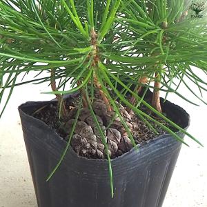 ぼっくり松 盆栽 3号ポット/1個売り 植木苗...の詳細画像3