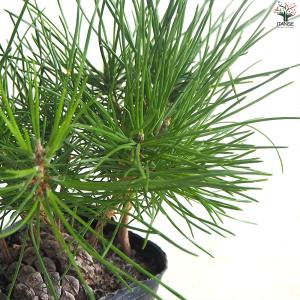 ぼっくり松 盆栽 3号ポット/1個売り 植木苗...の詳細画像4