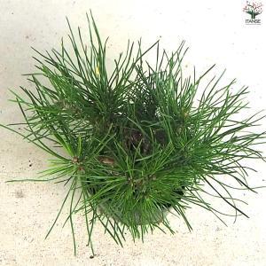 ぼっくり松 盆栽 3号ポット/1個売り 植木苗...の詳細画像5