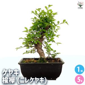 ケヤキ 楡欅(ニレケヤキ) 盆栽 5号/1個売り 盆栽 落葉高木 紅葉 ツキ 槻 縁起木 植木 苗 苗木 植え木 庭植え 地植え 鉢植え ベランダ