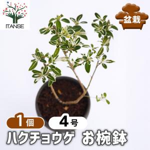 盆栽：特選極太一才藤（信楽焼黒釉丸深鉢）*藤 鉢植え 鉢花 プレゼント