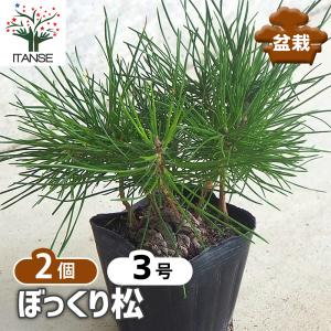 山野草の苗 マツ 三河黒松（みかわくろまつ）2.5-3号ポット : 園芸