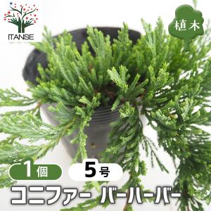 日本花キ流通 予約販売 カンガルーポー ダイヤモンド アニゴザントス 5