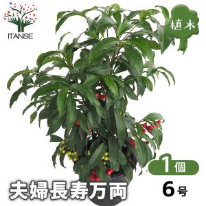 棕櫚の木！トウジュロ又はワジュロ≪唐棕櫚又は和棕櫚≫シュロの木・単