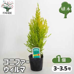 コニファー ウィルマ 庭木 3〜3.5号/お買い得4個セット 常緑 針葉樹