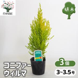 庭木苗 ユッカ グロリオサ(アツバキミガヨラン) 苗 4号ロング硬質