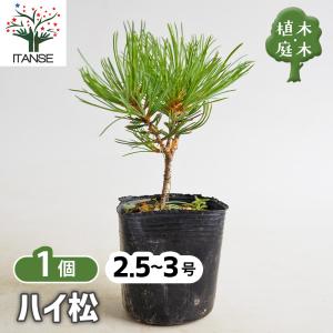 松 ハイ松 庭木 2.5号/1個売り お祝い 縁起物 迎春 盆栽仕立て 松の木 まつのき Pinus ミニ盆栽