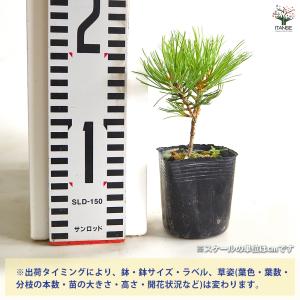 松 ハイ松 庭木 2.5号/1個売り お祝い ...の詳細画像1