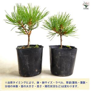 松 ハイ松 庭木 2.5号/1個売り お祝い ...の詳細画像2