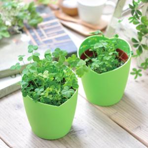 エレプラント GD-955 ゾウ ぞう 象 栽培セット キット ガーデニング