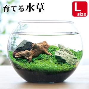 送料無料 育てる 水草 Lサイズ GD-813 栽培セット キット ガラス鉢 アクアリウム 水槽 プレゼント ギフト 贈り物 母の日 父の日 敬老の日 観葉植物 コケ 箱庭｜item-japan