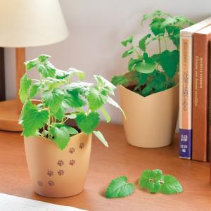 盆栽 栽培セット GD-992 黒松 赤松 園芸 キット ガーデニング