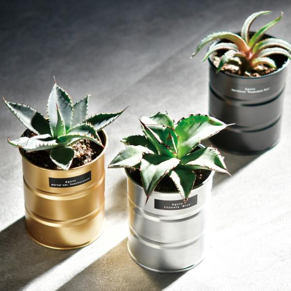 アガベ 栽培セット GD-1018 キット 多肉植物 ガーデニング プレゼント ギフト 観葉植物 パ...