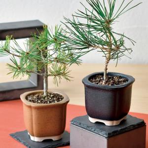 聖新陶芸 GD-640 JAPANESE BONSAI 黒松 4種類から柄が選べます : もの