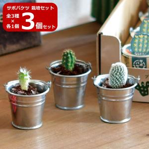 メール便送料無料】サボテン 缶栽培セット ミックス種 さぼてん