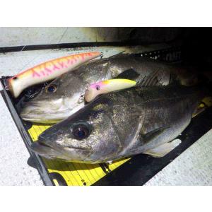 EverGreen マドネスXエバーグリーン バラム245 菊元俊文 E.G.カラー