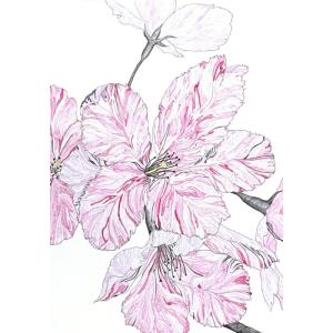 桜の枝のイラストの商品一覧 通販 Yahoo ショッピング