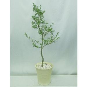 庭木・植木：オリーブ（シプレッシーノ）*樹高150cm 現品限り 大型