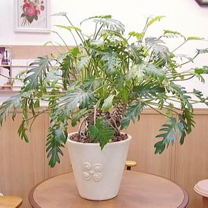 カリステモン ウィルダネスホワイト 【花木苗 8号／1個売り