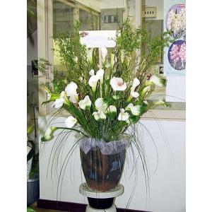 つぼ花の商品画像