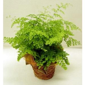 美芸　盆栽鉢 美芸釘彫丸鉢 | 盆栽、盆栽書籍、盆栽鉢の通販│近代出版