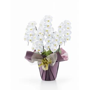 胡蝶蘭 5本立て35輪〜40輪