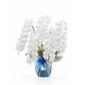 胡蝶蘭 5本立て55輪以上