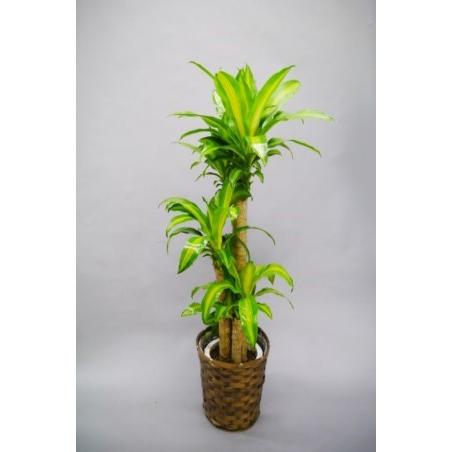 観葉植物　おまかせ・リクエスト　8号