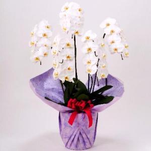 お悔み用胡蝶蘭5本立て　35〜40輪