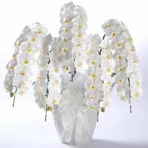 お悔み用胡蝶蘭5本立て　55輪以上