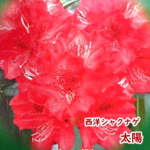 西洋シャクナゲ 石楠花 9号鉢 蕾付き 4年生 www.pegasusforkids.com