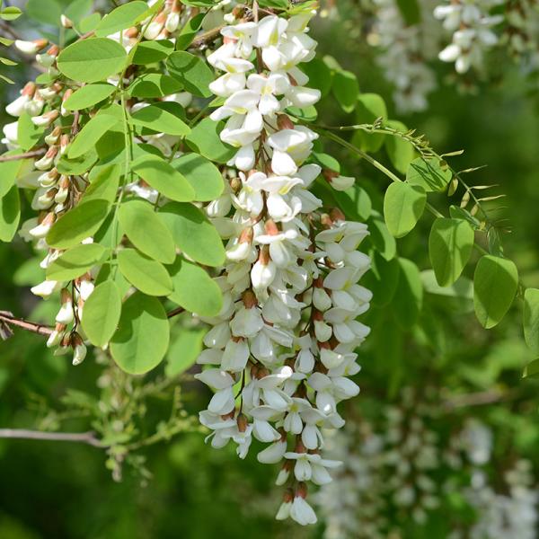 国産蜂蜜【青森県産】令和5年度産　津軽蜂蜜　非加熱　アカシア1200ｇ　