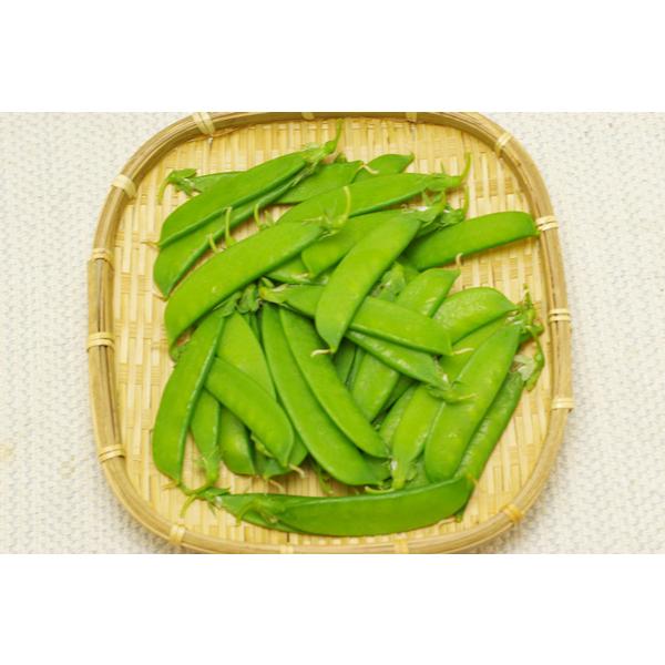 【無肥料・自然栽培】絹さや［愛知県：そらファーム］【v300】※4/7(火)発送分