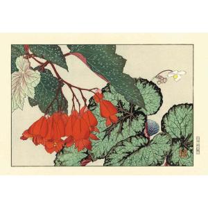 谷上廣南 木版画 ベゴニア Konan Tanigami Woodcut
