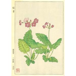 F150 桜草 花版画 Flower Woodcut ‐Primrose‐